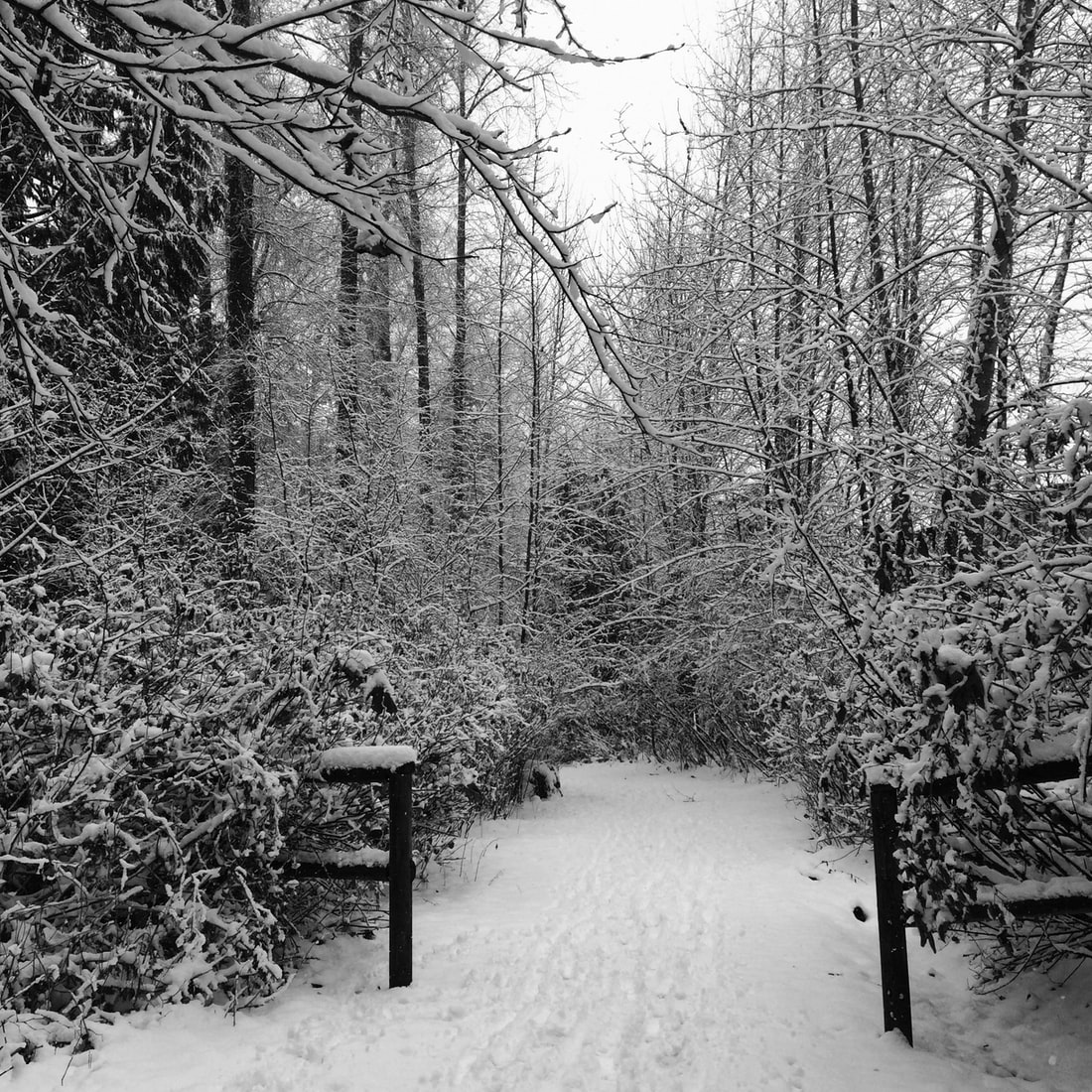 Snowy Forest
